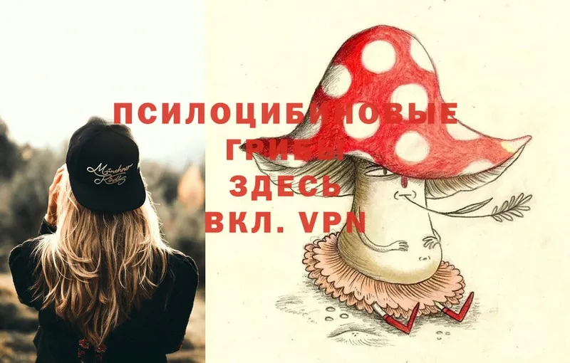 Псилоцибиновые грибы Psilocybe  Малаховка 